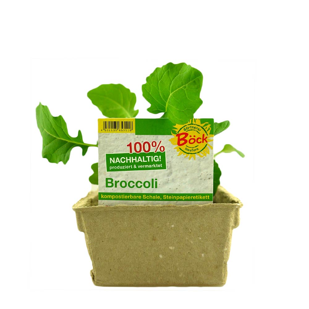 Broccoli Jungpflanzen 6er Umweltschale
