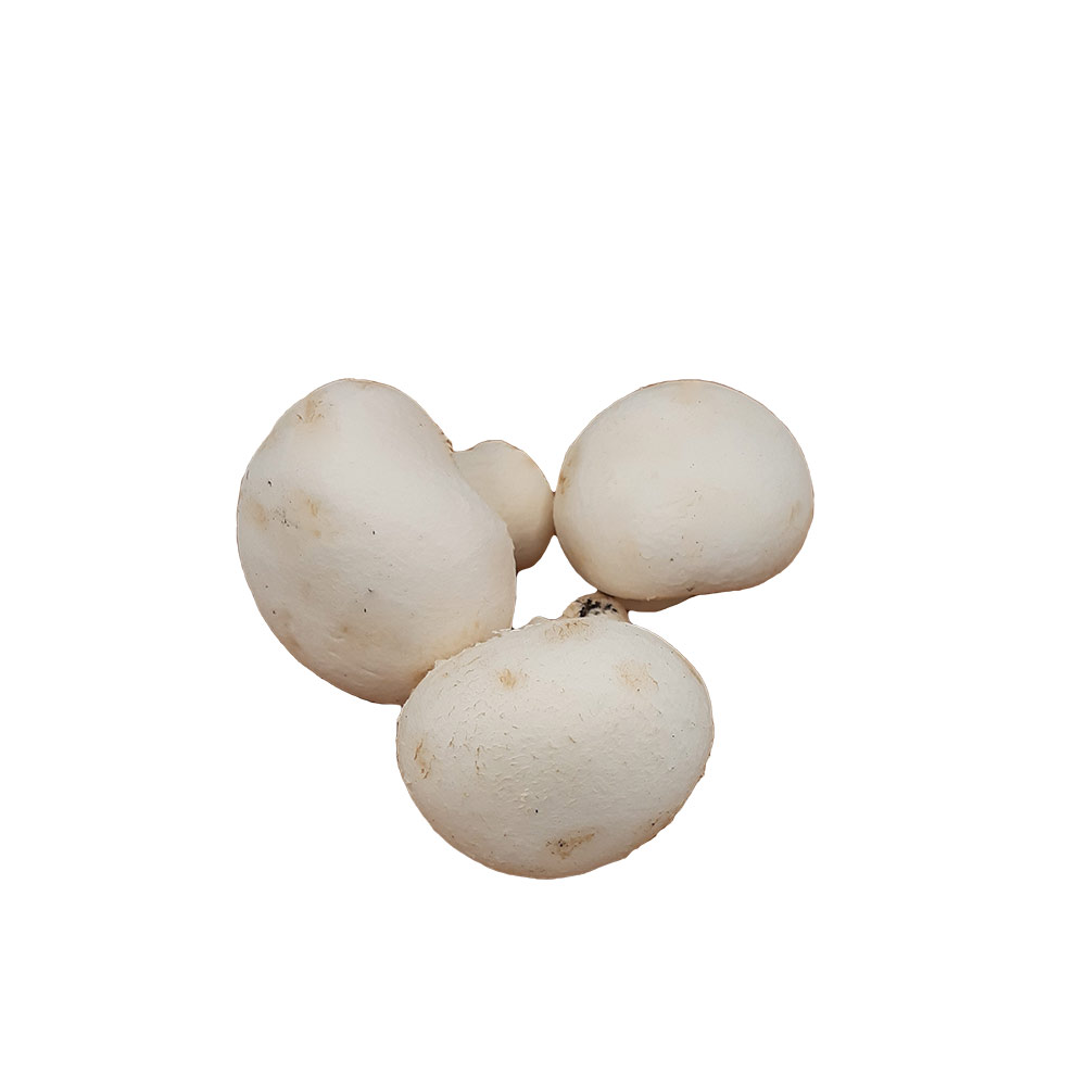 Champignons - Pilze weiß