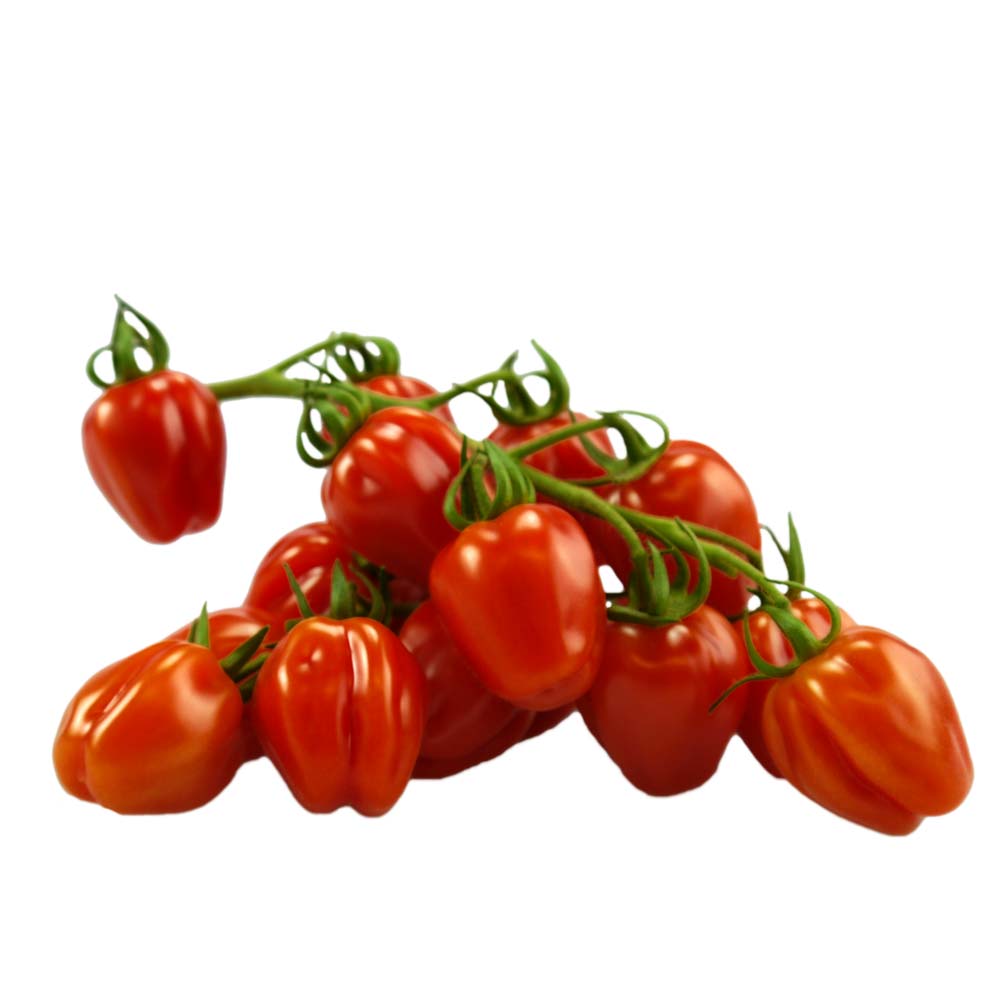 Radettotomaten - Solanum lycopersicum -