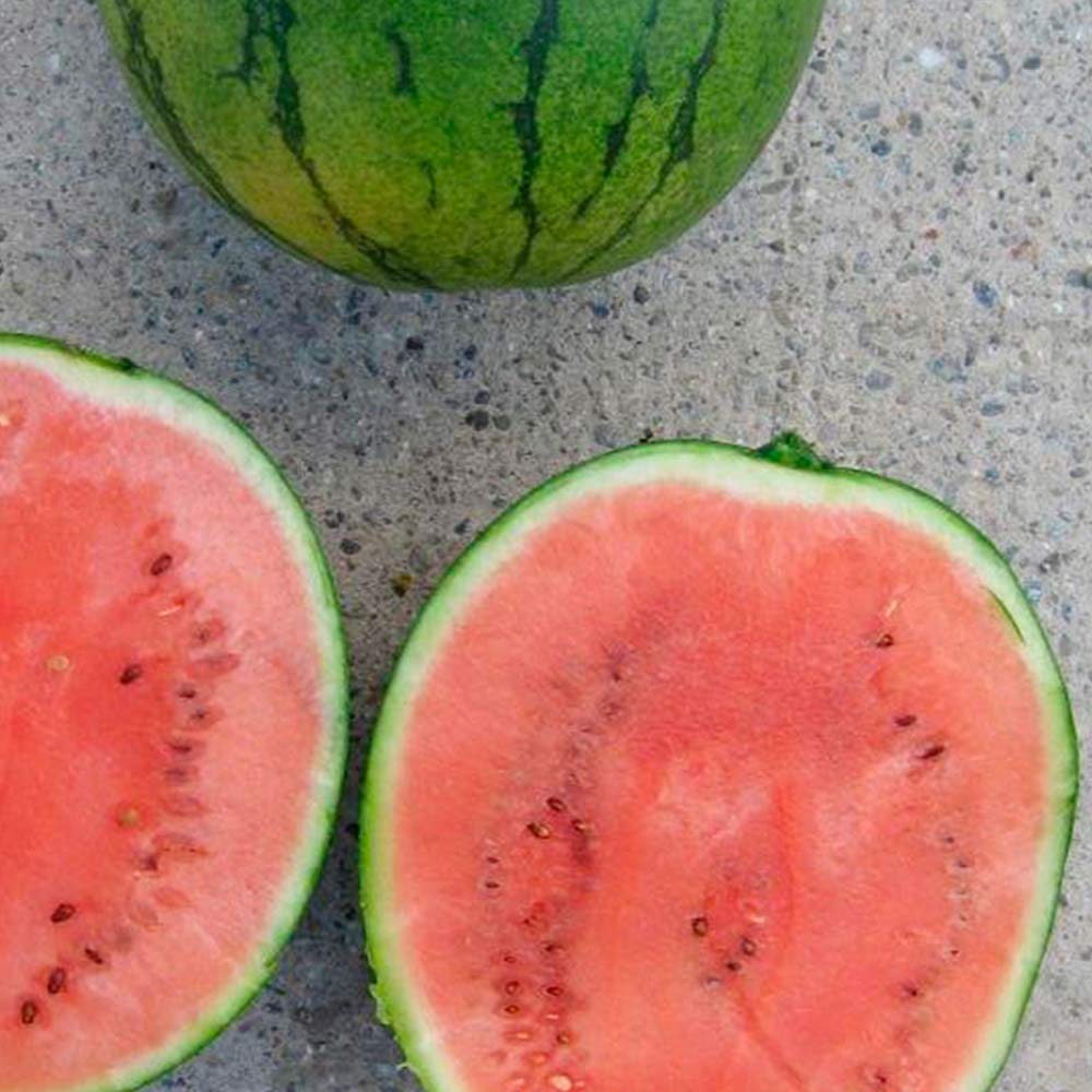 Mini Wassermelone Jungpflanze im Topf