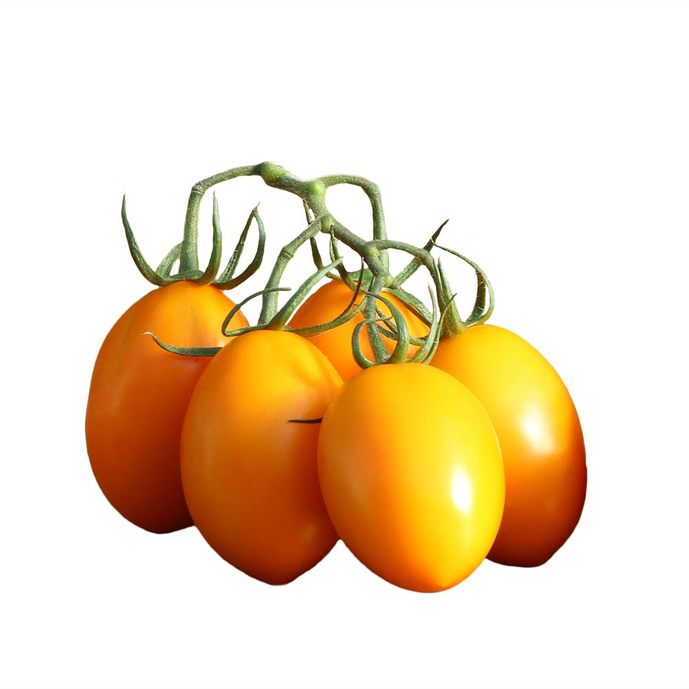 Eiertomaten gelb - Solanum lycopersicum -