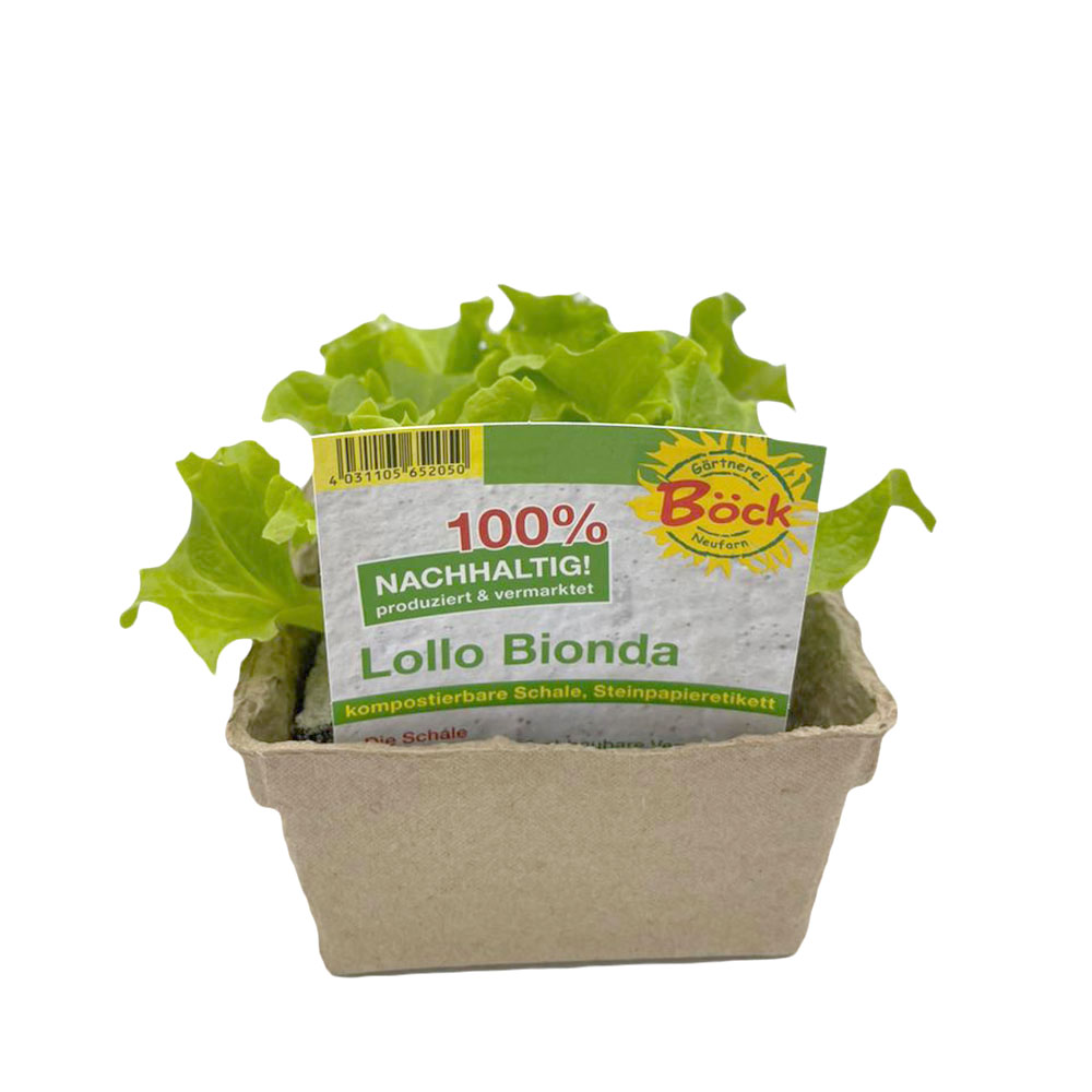 Lollo Bionda Jungpflanzen 6er Umweltschale