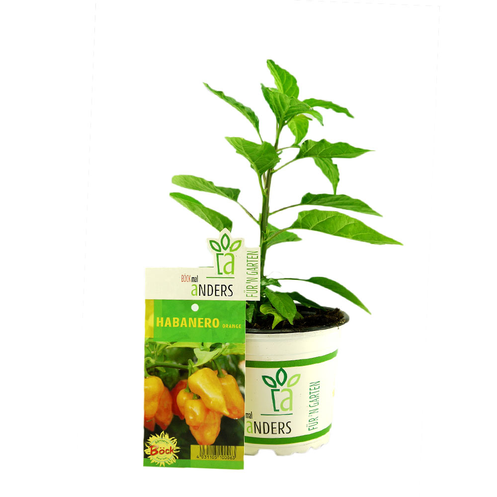 Habanero orange Jungpflanze im Topf