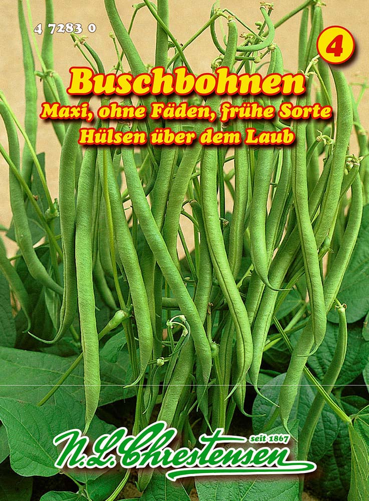 Buschbohne  Samen (Maxi, Gluckentyp)