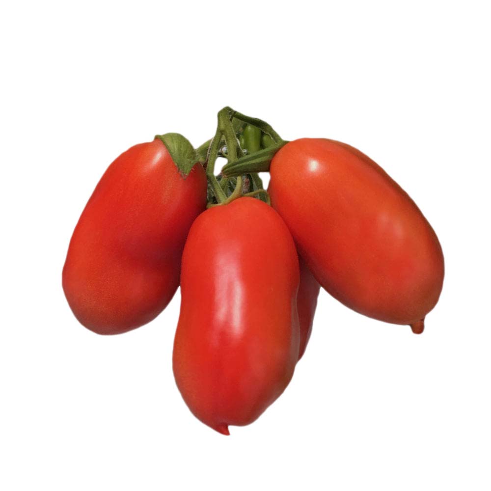 San Marcano Tomaten