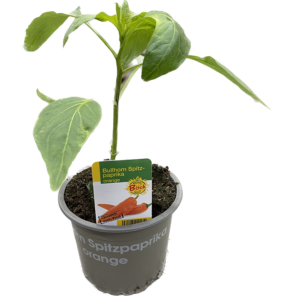 Bullhorn Spitzpaprika orange Jungpflanze im Topf 