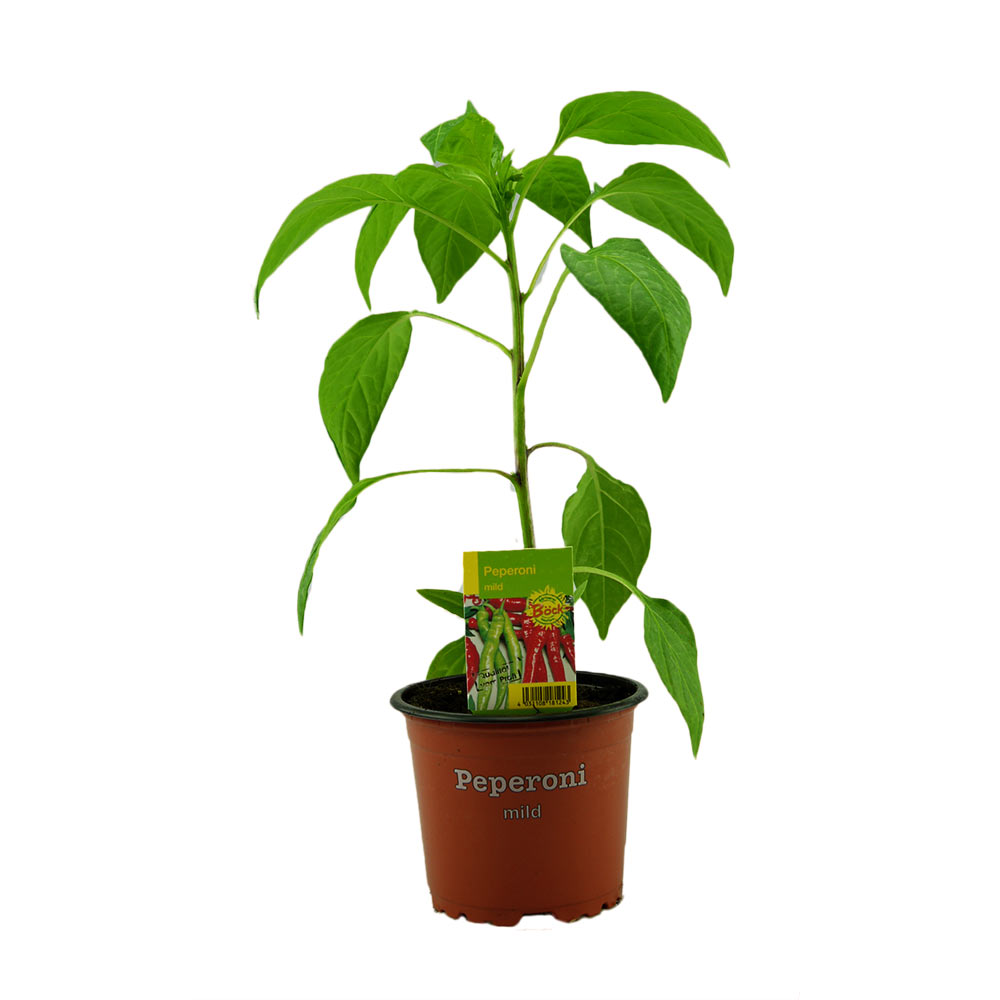Peperoni mild Jungpflanze im Topf