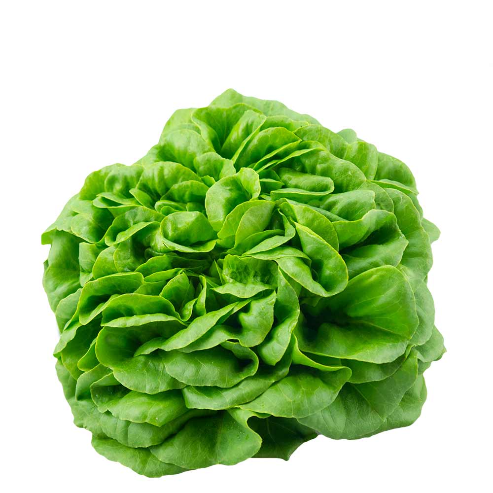 Salanova grün