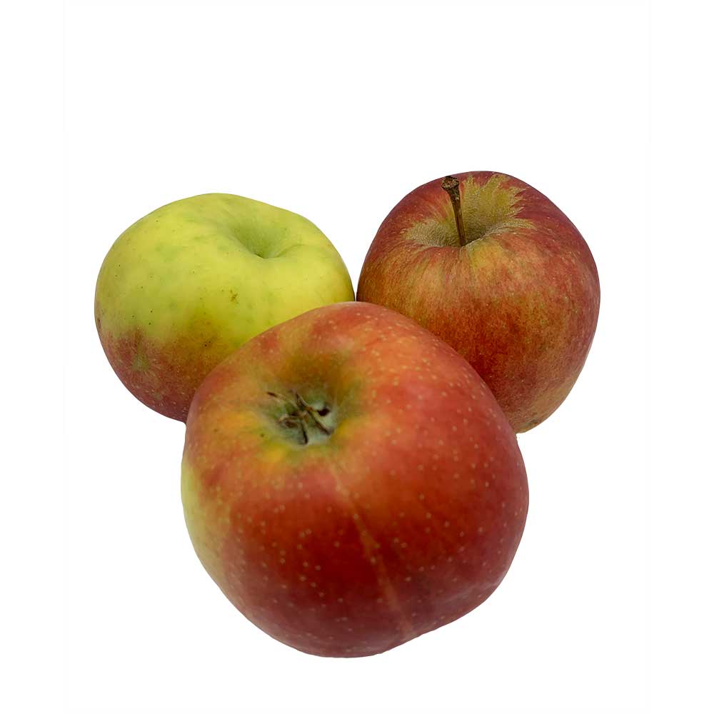 Apfel - Jonagold