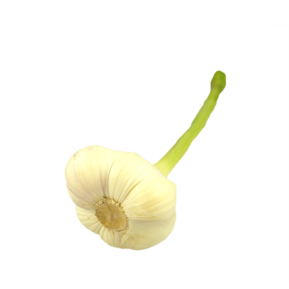 Knoblauch -Allium sativum-
