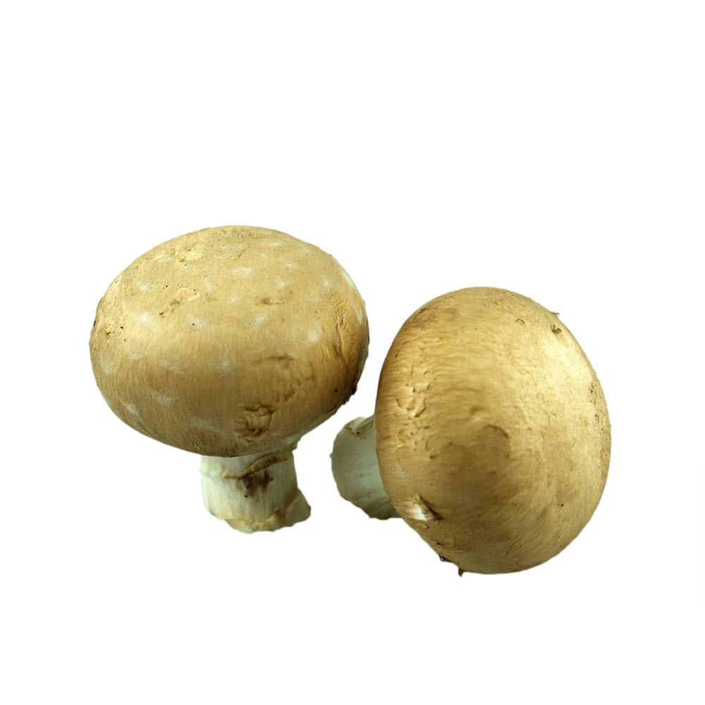 Champignons - Pilze weiß