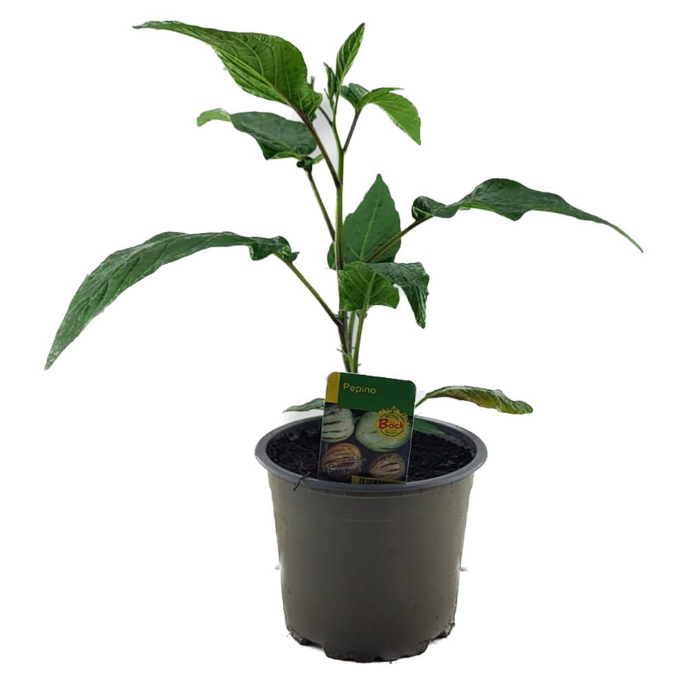 Pepino Jungpflanze im Topf