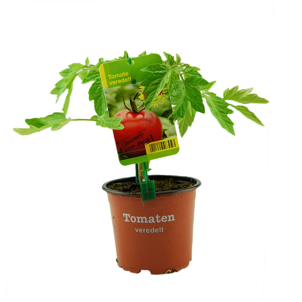 Tomaten veredelt Jungpflanze im Topf