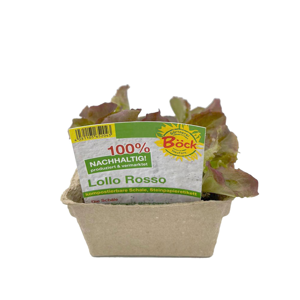 Lollo Rosso Jungpflanzen 6er Umweltschale