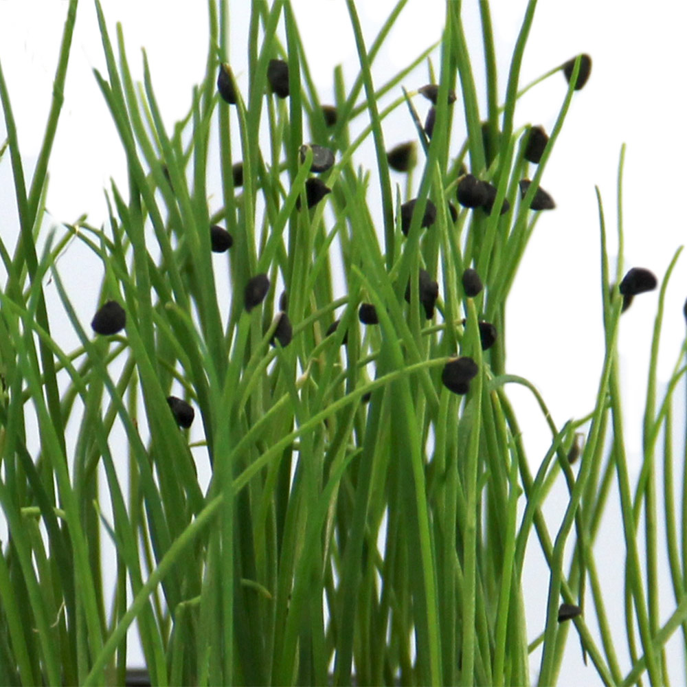 Schnittknoblauch - Allium tuberosum -